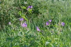 Natural  flowers